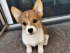 -久久宠物(河东万达店)