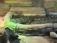 -西双版纳原始森林公园