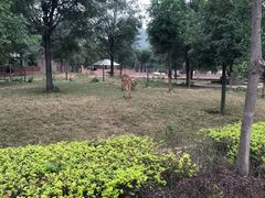 -石家庄市动物园