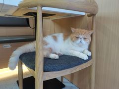 -喵园·猫主题咖啡厅·撸猫·猫咖(国贸店)