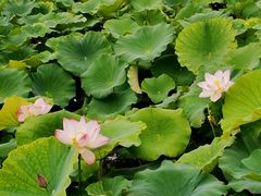 -荷塘月色湿地公园·向阳花洲