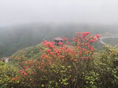 -大围山国家森林公园