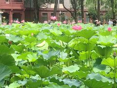 -四川大学(望江校区)