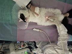 -北京观赏动物医院·24小时大型综合·猫专科·异宠专科