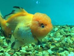 -北戴河圣蓝海洋公园