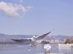 -海埂大坝
