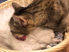 -猫友咖啡店(玉林西路店)