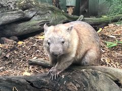 -费瑟代尔野生动物园