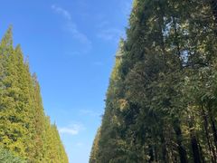 -黄海国家森林公园