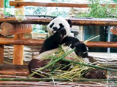 -西霞口神雕山野生动物世界