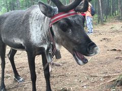 -粘豆包柴火铁锅炖