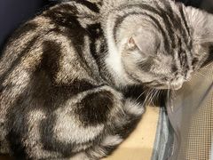 -PETKIT小佩宠物·低压洗护(国顺东路店)