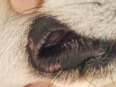 -美联众合宠物医院·爱萌分院·内外科·猫科中心