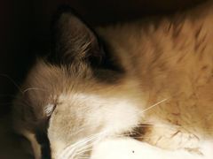 -喵喵咪呀布偶猫咖(春熙路店)