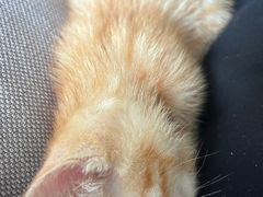 -唐小姐の猫狗洗护·购宠旗舰店(周浦万达店)