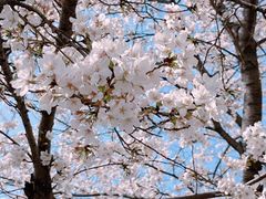 -西北湖绿化广场