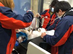 -伟伟宠物医院·CT影像中心·瑞派犬猫综合性门诊(汉口总院)