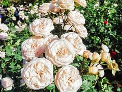 -人民公园(罗湖区)