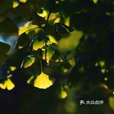 霜降天坛赏秋实录&超好拍的暖橙色系咖啡店推荐~