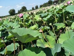 -羊亭河湿地公园