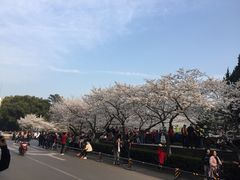 -武汉大学-樱园