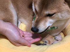 -逗柴咖啡屋·狗咖猫咖宠物桌游