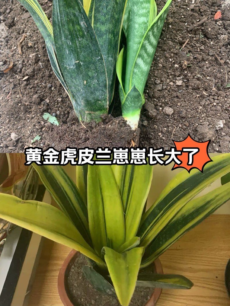 黄金虎皮兰崽崽长大了