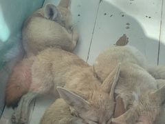 -西霞口神雕山野生动物世界