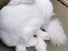-御宝贝·A梦猫科宠物医院(国际猫友好医院)