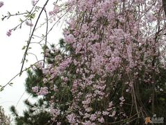 -西安青龙寺遗址景区