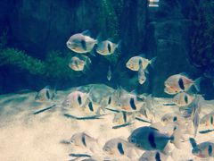 -锦艺城海洋馆