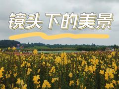 -空港花田景区