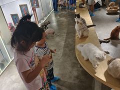 -more than meow吴止猫主题餐厅(承德 中船汇店)