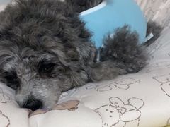 -美联众合动物医院·24h京西诊疗中心