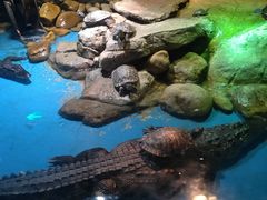 -多彩贵州城极地海洋世界