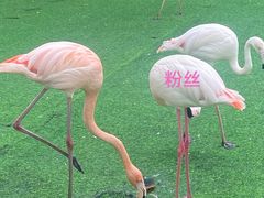 -上海野生动物园