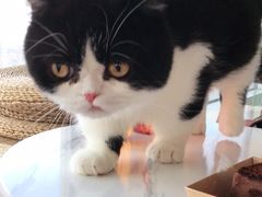 -Catmate·猫肥家润(金润铂宫店)
