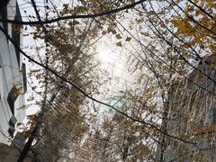 -西南交通大学(九里校区)