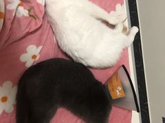 -汪喵宠物医院·骨科心脏影像·犬猫急重症ICU诊疗中心(成华分院)