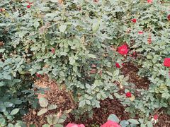 -人民公园(罗湖区)