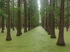 -渌洋湖湿地公园
