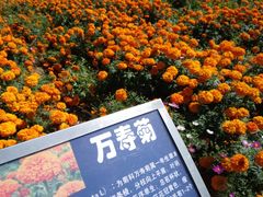 -松山湖梦幻百花洲