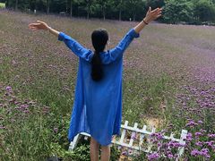 -大塘金香草谷