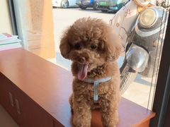 -艾贝尔宠物医院 ·内科全科(梁溪路店)