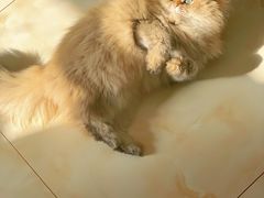 -猫大福·Fortune Cat猫舍(百子湾店)