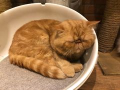 -more than meow吴止猫主题餐厅(承德 中船汇店)