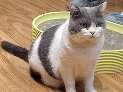 -MOCHA明星猫咖(田子坊店)
