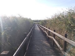 -西青郊野公园
