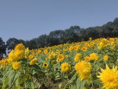 -北陵公园