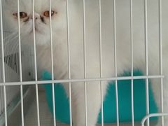 -Cappucimeow猫咪咖啡馆(韦伯时代店)